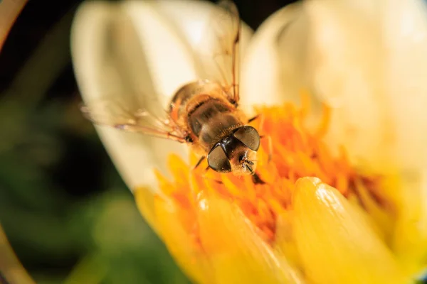 Zárja Hoverfly Egy Virág — Stock Fotó