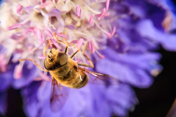 Cerca Una Mosca Voladora Una Flor Púrpura —  Fotos de Stock