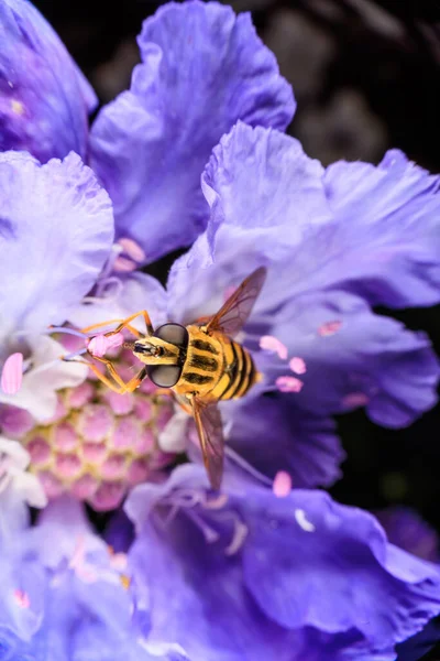 Close Tiger Hoverfly Uma Flor Roxa — Fotografia de Stock