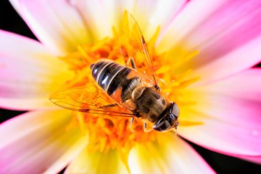 Bir çiçekteki uçan sineğe yaklaş.