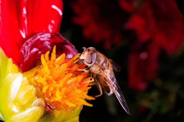 Nahaufnahme Einer Schwebfliege Auf Einer Blume — Stockfoto