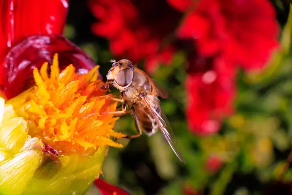 Nahaufnahme Einer Schwebfliege Auf Einer Blume — Stockfoto