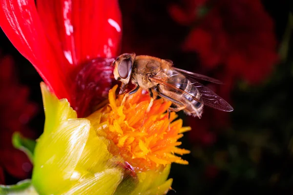 Nahaufnahme Einer Schwebfliege Auf Einer Blume — Stockfoto