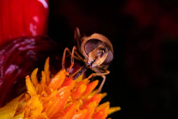 Κοντινό Πλάνο Ενός Hoverfly Ένα Λουλούδι — Φωτογραφία Αρχείου