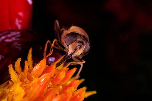 Close Hoverfly Flower — Stock fotografie