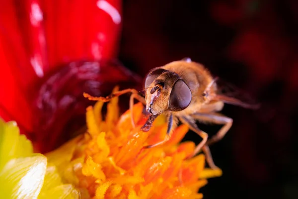 Zárja Hoverfly Egy Virág — Stock Fotó