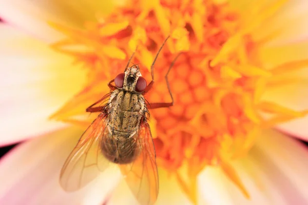 Close Plain Looking Hoverfly White Flower — Stock Photo, Image