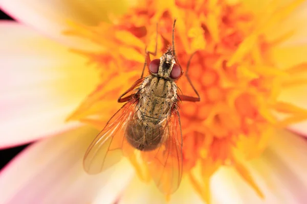 Close Plain Looking Hoverfly White Flower — Stock Photo, Image