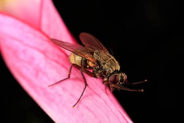 Κοντινό Πλάνο Από Μια Απλή Εμφάνιση Hoverfly Ένα Κόκκινο Λουλούδι — Φωτογραφία Αρχείου