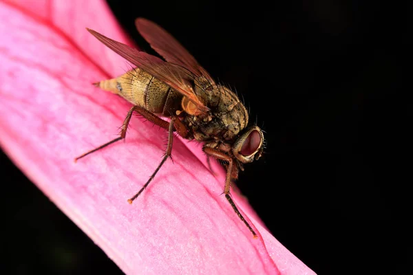 Közelkép Egy Sima Megjelenésű Hoverfly Egy Piros Virág — Stock Fotó