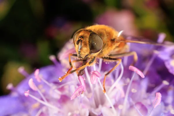 Zárja Hoverfly Egy Lila Virág — Stock Fotó