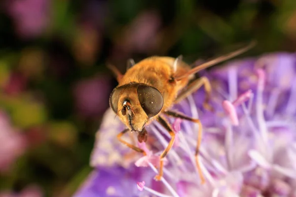 Mor Bir Çiçekte Uçan Bir Sineğe Yaklaş — Stok fotoğraf