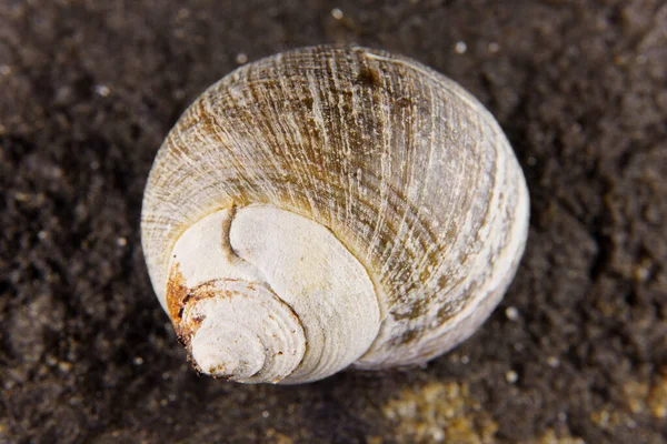 Seashell Som Har Spolats Upp Strand — Stockfoto