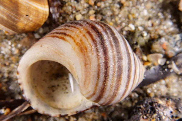 ビーチで洗った白と茶色の縞模様の貝殻 — ストック写真