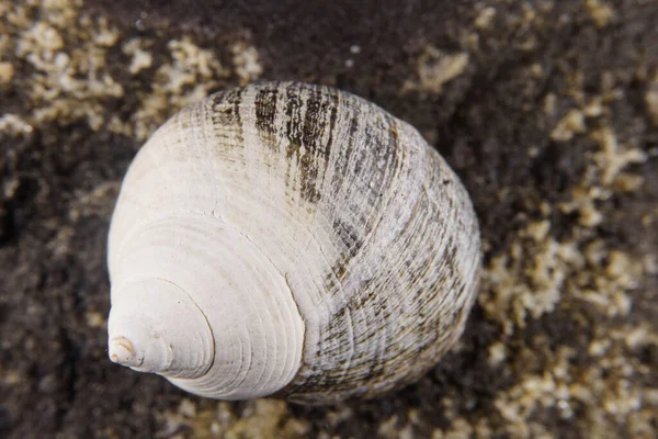 Seashell Som Har Spolats Upp Strand — Stockfoto