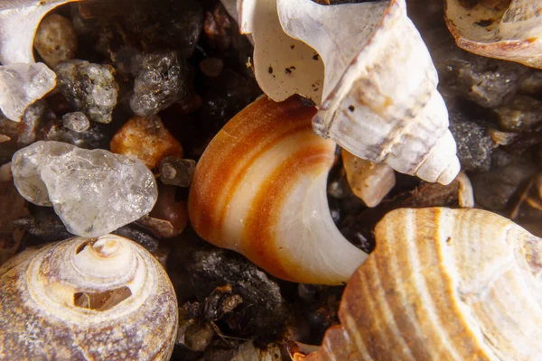 浜辺で洗い流された貝殻 — ストック写真