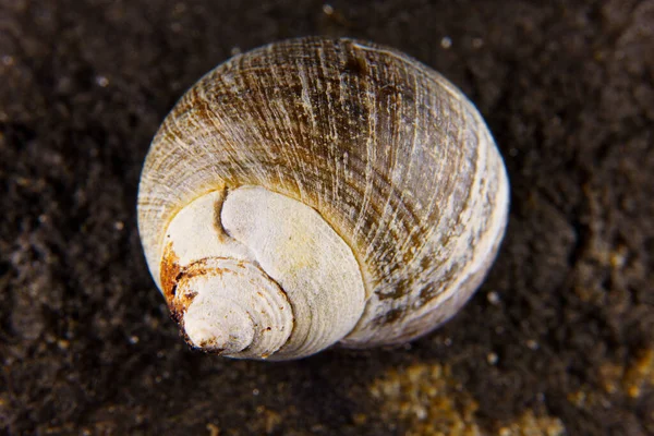 Seashell Który Wypłynął Plażę — Zdjęcie stockowe