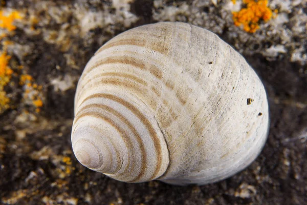 Seashell Som Har Spolats Upp Strand — Stockfoto