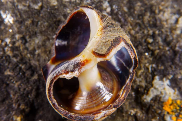 Seashell Που Ξεβράστηκε Μια Παραλία — Φωτογραφία Αρχείου