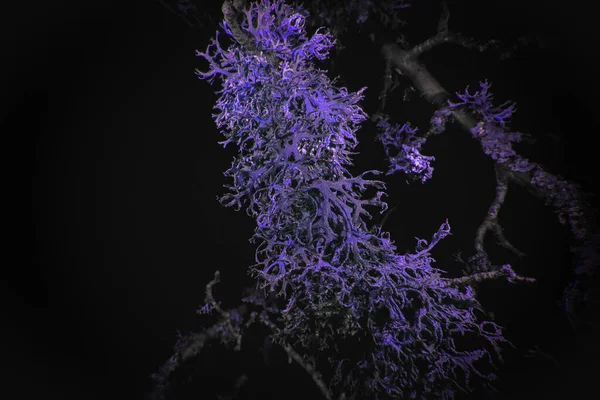 Macro Lichen Espectro Ultravioleta — Foto de Stock