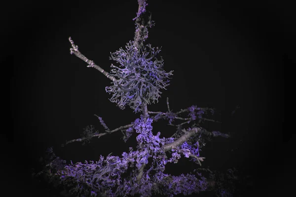 Macro Ultravioleta Lichen Creciendo Ramas — Foto de Stock