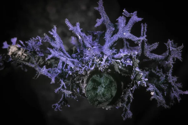 Macro Lichen Ultraviolet Spectrum — Stock Photo, Image