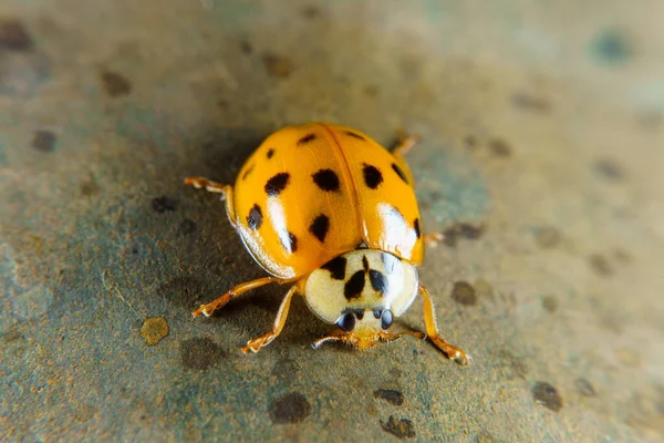 Escarabajo Arlequín Una Barandilla Oxidada — Foto de Stock