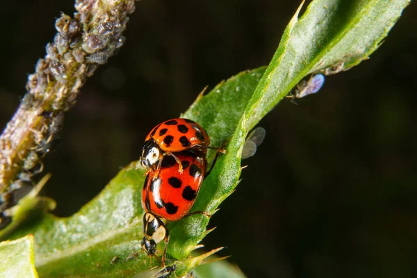 Escarabajos Arlequín Apareándose Una Hoja — Foto de Stock