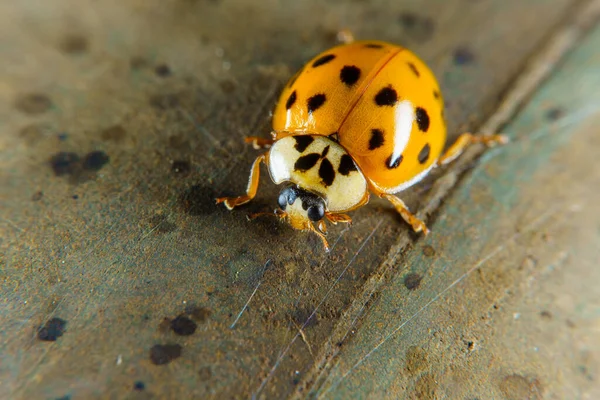 Escarabajo Arlequín Una Barandilla Oxidada — Foto de Stock
