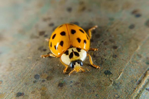 Coccinelle Arlequin Sur Une Main Courante Rouillée Photo De Stock