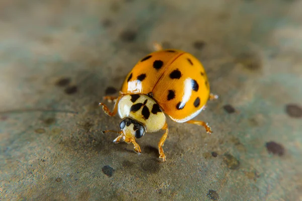 Harlekin Marienkäfer Auf Einem Rostigen Geländer — Stockfoto