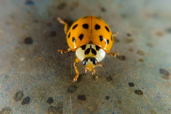 Harlekijn Lieveheersbeestje Een Roestige Leuning — Stockfoto