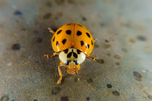 Paslı Tırabzanda Harlequin Uğur Böceği — Stok fotoğraf