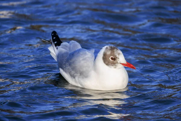 Gabbiano Dalla Testa Nera Nel Piumaggio Invernale — Foto Stock