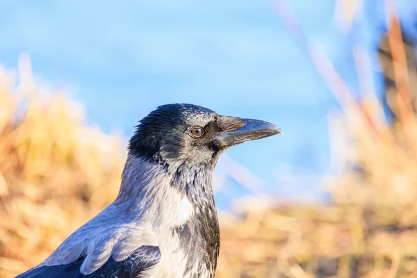 Retrato Cuervo Encapuchado — Foto de Stock
