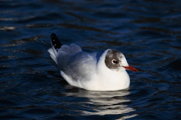 Black Headed Gull Winter Plumage — Stock Photo, Image