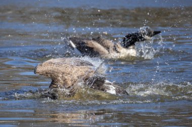Kanada kazları baharda suyun üzerinde
