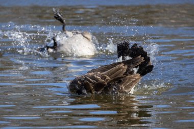 Kanada kazları baharda suyun üzerinde