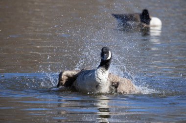 Kanada kazları baharda suyun üzerinde
