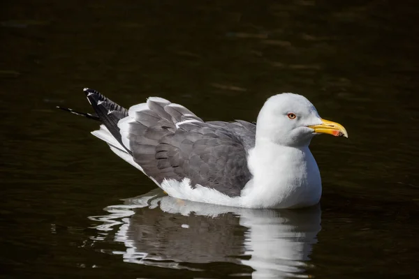 Gabbiano Galleggiante Sull Acqua Primavera — Foto Stock