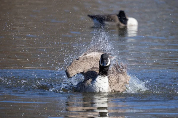 Canada Geese Water Spring — Stock Photo, Image