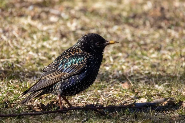 Stare Frühling — Stockfoto