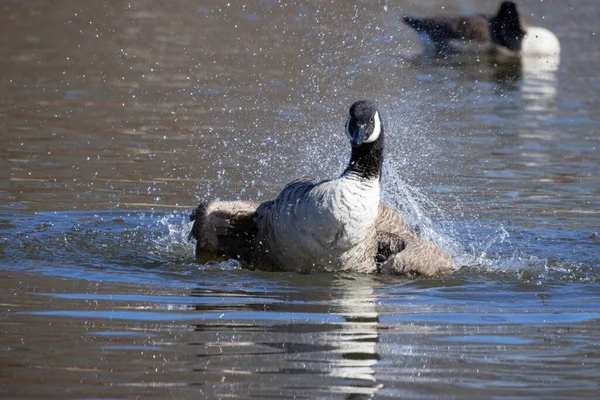 春天加拿大的鹅在水面上 — 图库照片