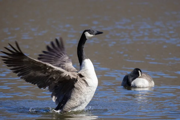 Canada Geese Water Spring — Stock Photo, Image