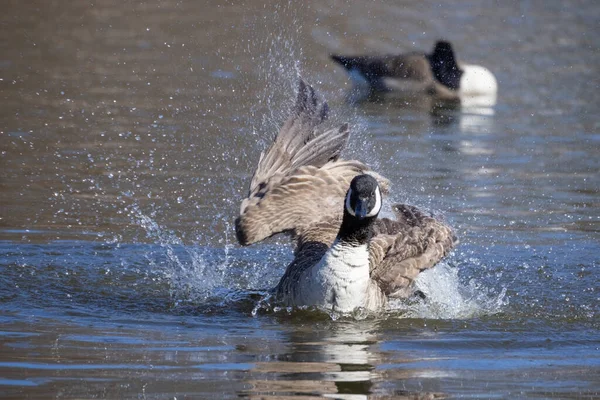 Gansos Canadá Agua Primavera — Foto de Stock