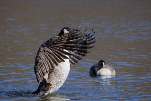 Canada Geese Water Spring — Stock Photo, Image