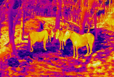 Gotland pony in a thermal image