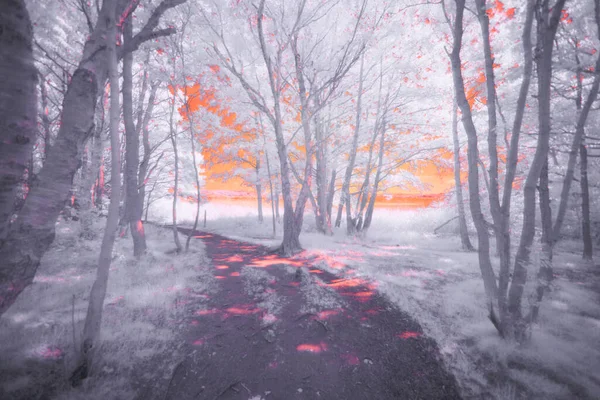 Stora Amund Island Nature Reserve Infrared — Stock Photo, Image