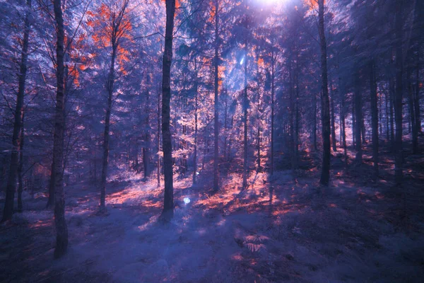 Smalteryds Natural Reserve Infrared — Stockfoto
