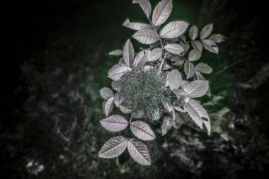 A Mossy rose gall on a rose in Ultraviolet